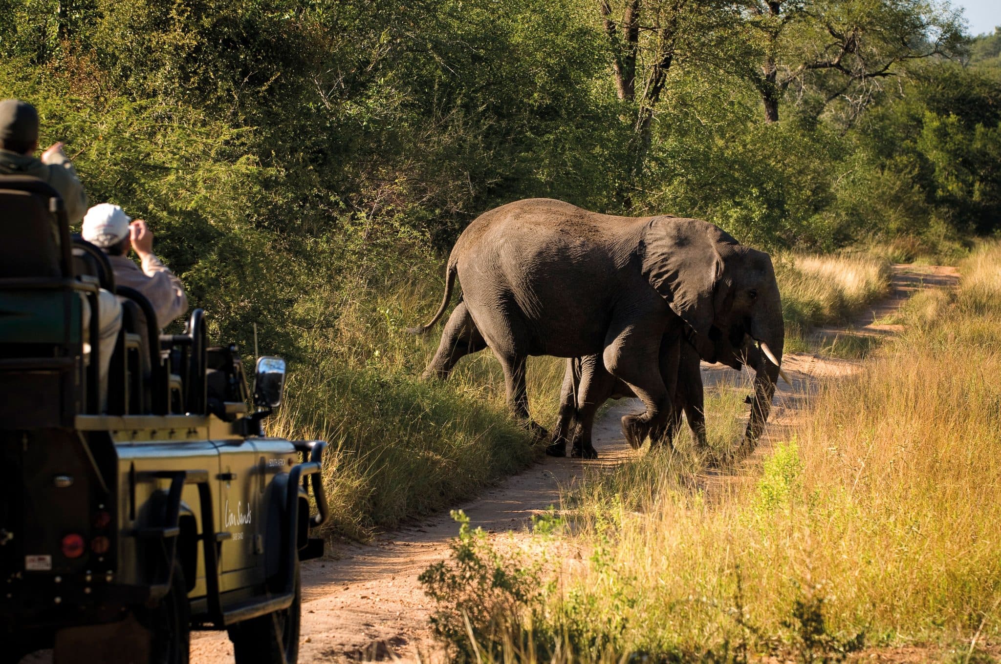 view of an elephant during a safari game drive