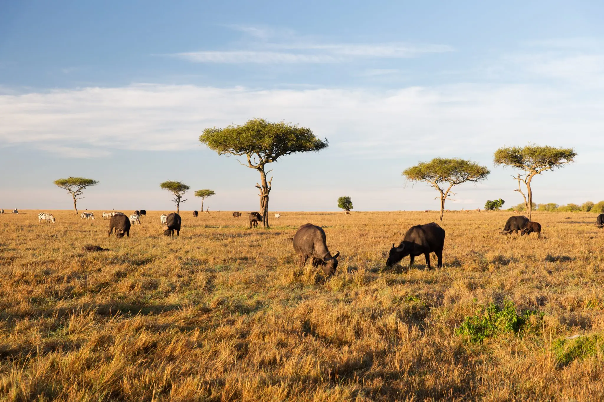 A view of the Savannah as the best time for safari in Africa