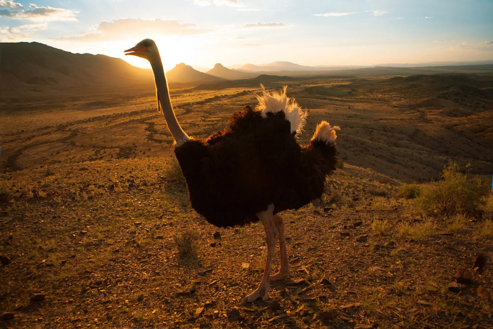 ostrich