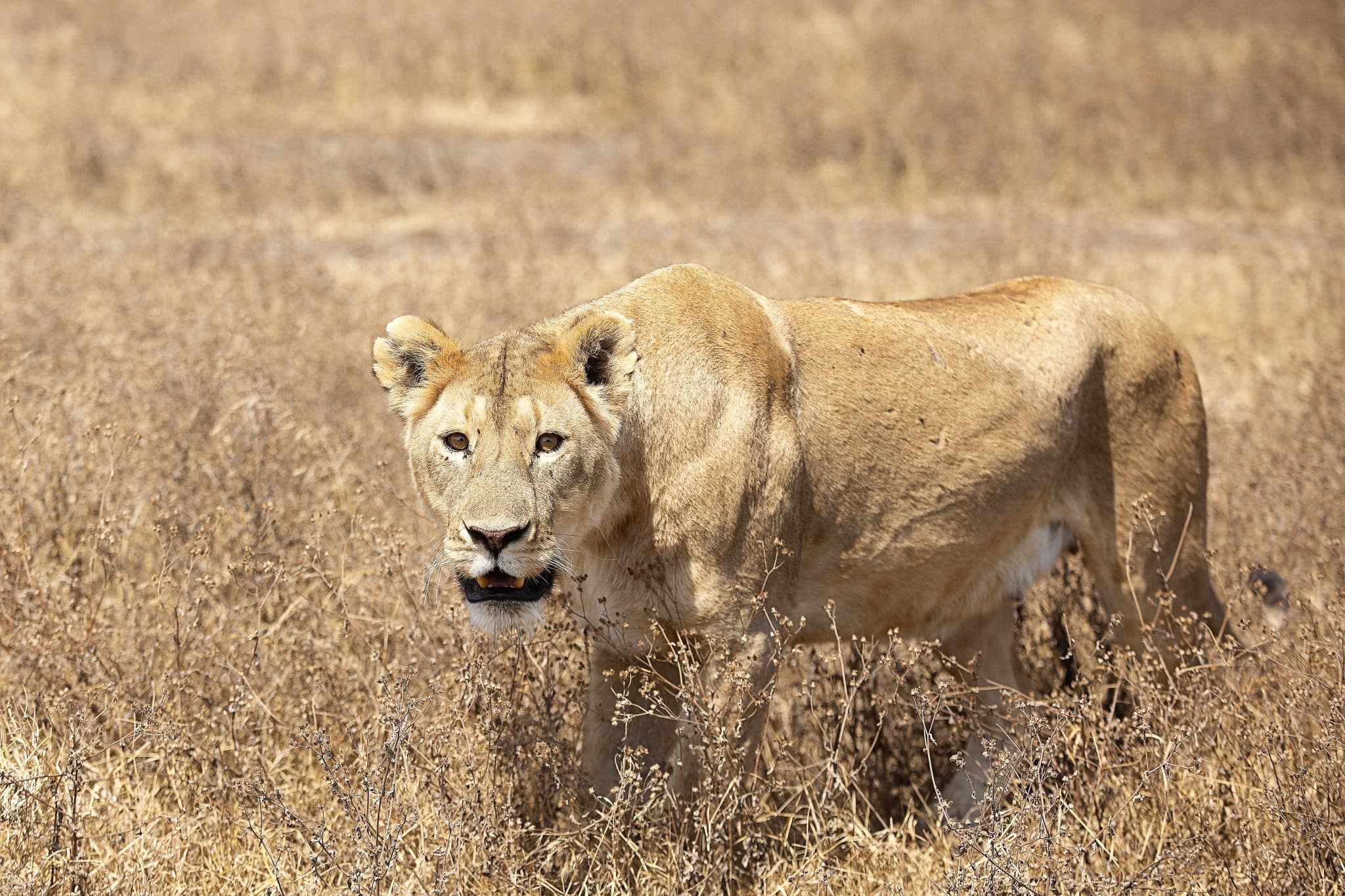 https://www.safariventures.com/wp-content/uploads/2019/01/1240.jpg