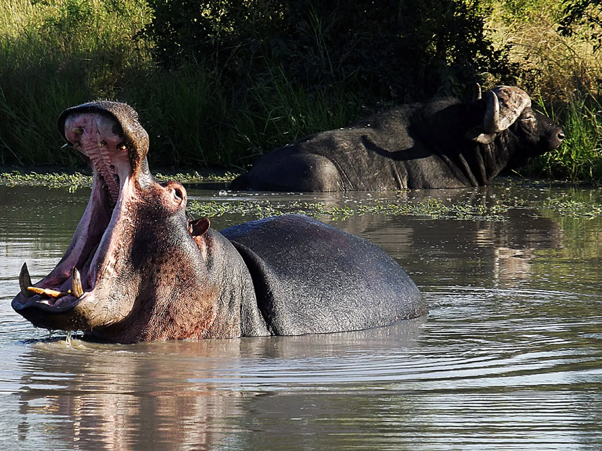 Hippo and buffalo Sabi Sand Game Reserve
