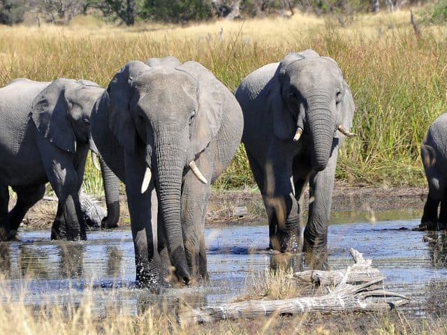 Top Destinations To Visit in Botswana