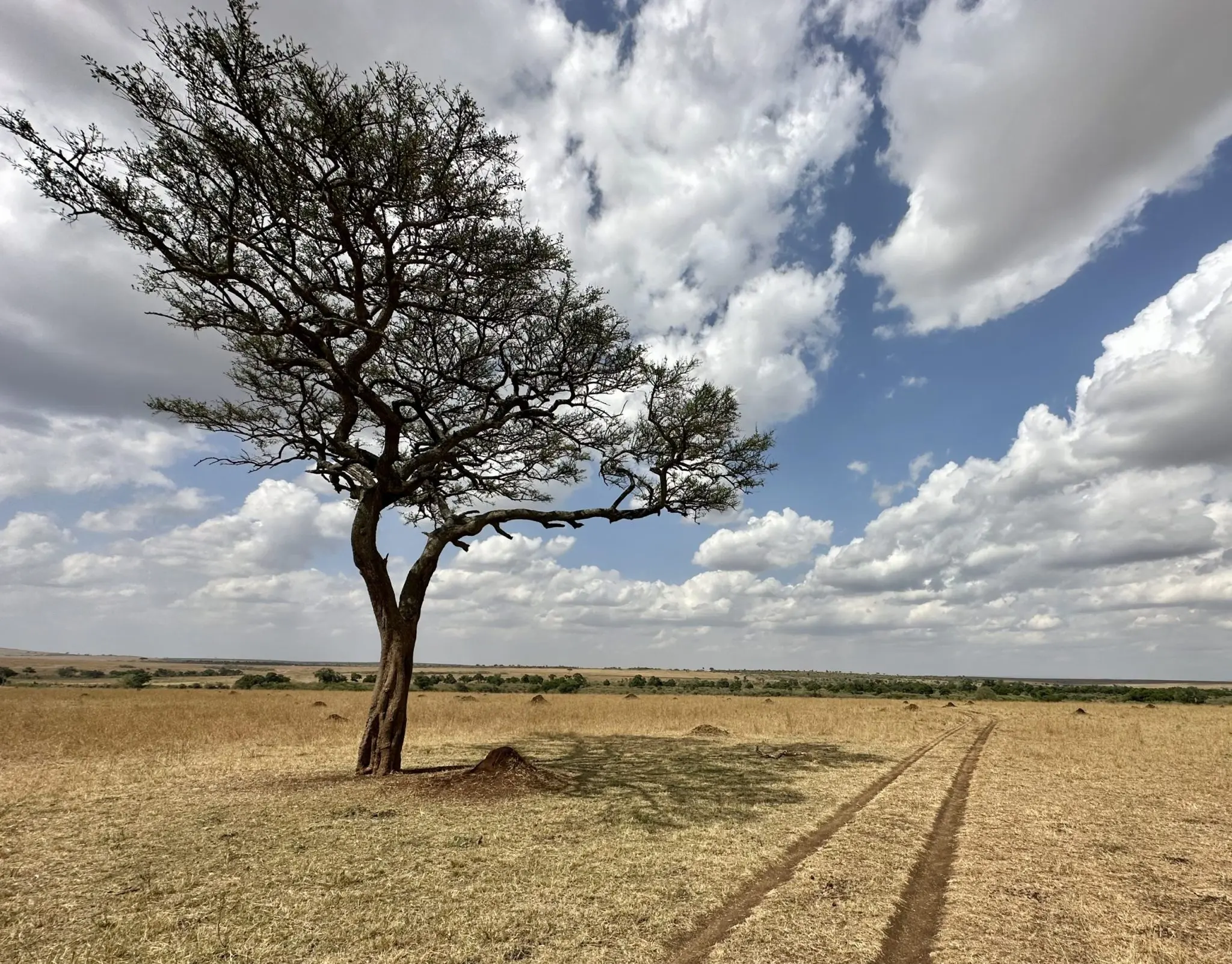 Acacia Tree