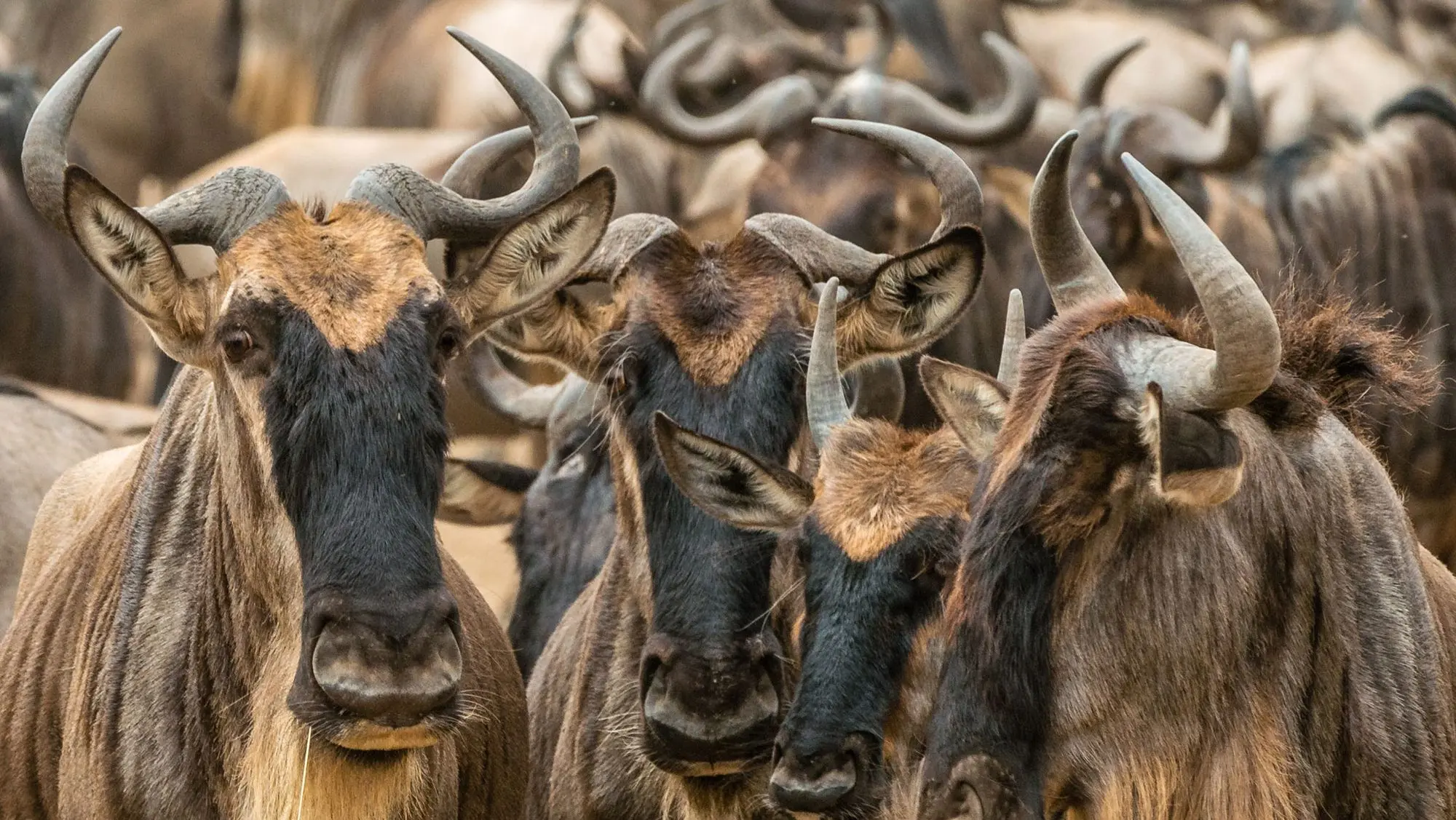 A herd of wildebeest in their natural habitat