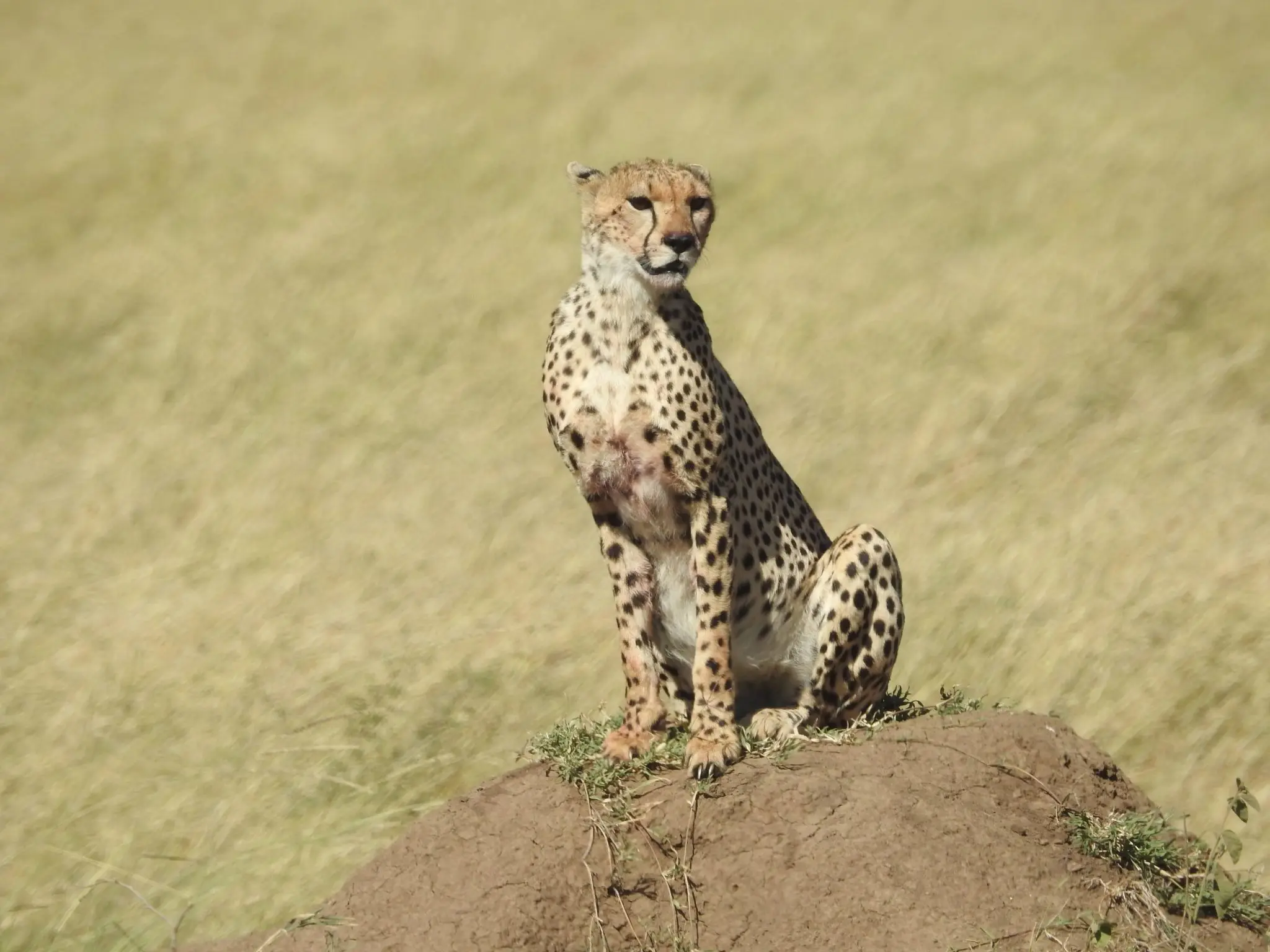 Cheetah on Termite Mounds Cheetah on Termite Mounds