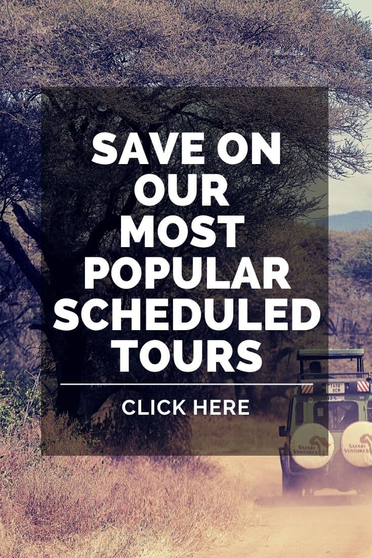Safari Ventures 4x4 vehicle driving down a dirt track through acacia trees. Click to save on the most popular scheduled tours.