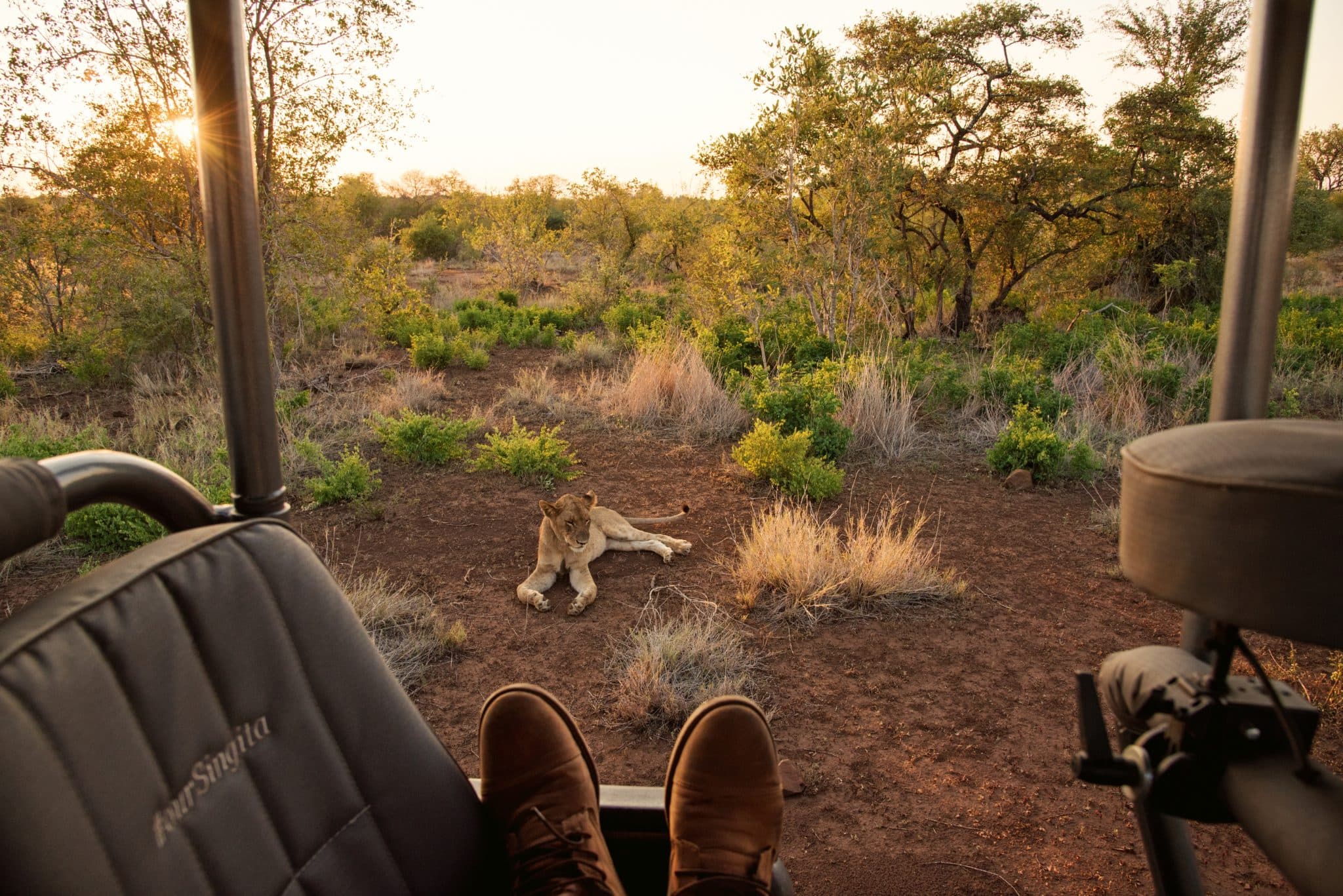 lion viewing from a safari game drive