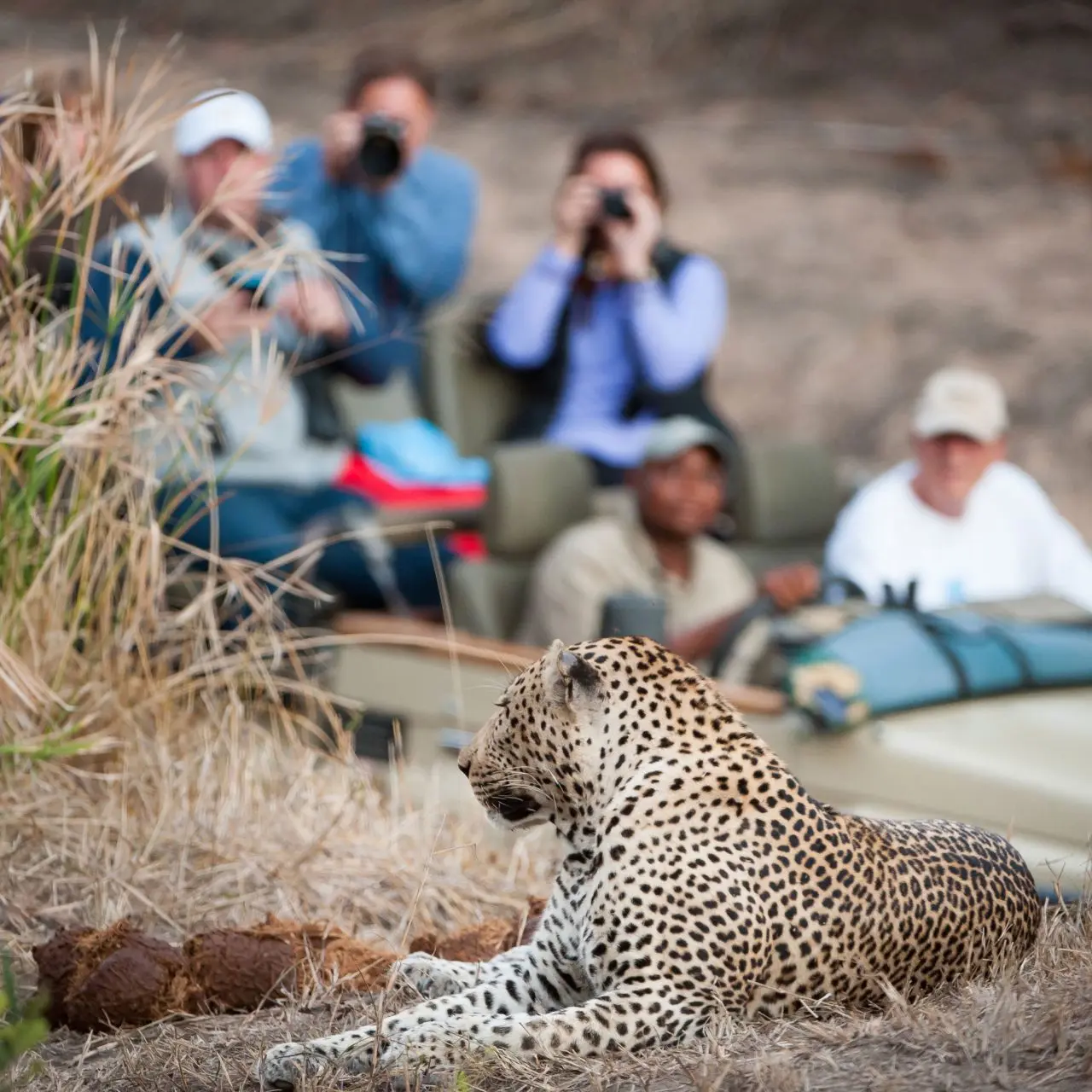 leopard seen during a safari game drive