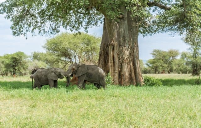 baobab tree