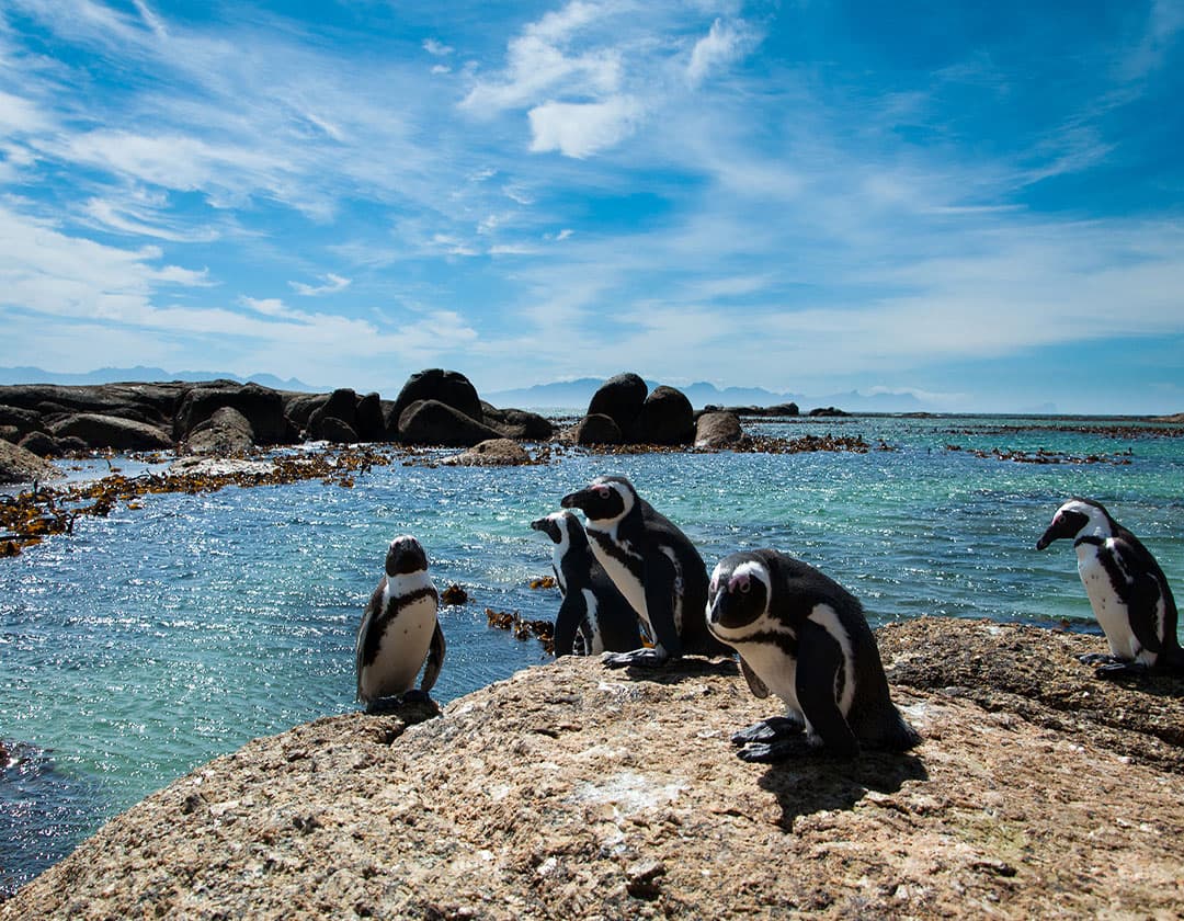 Penguins At Boulders Beach