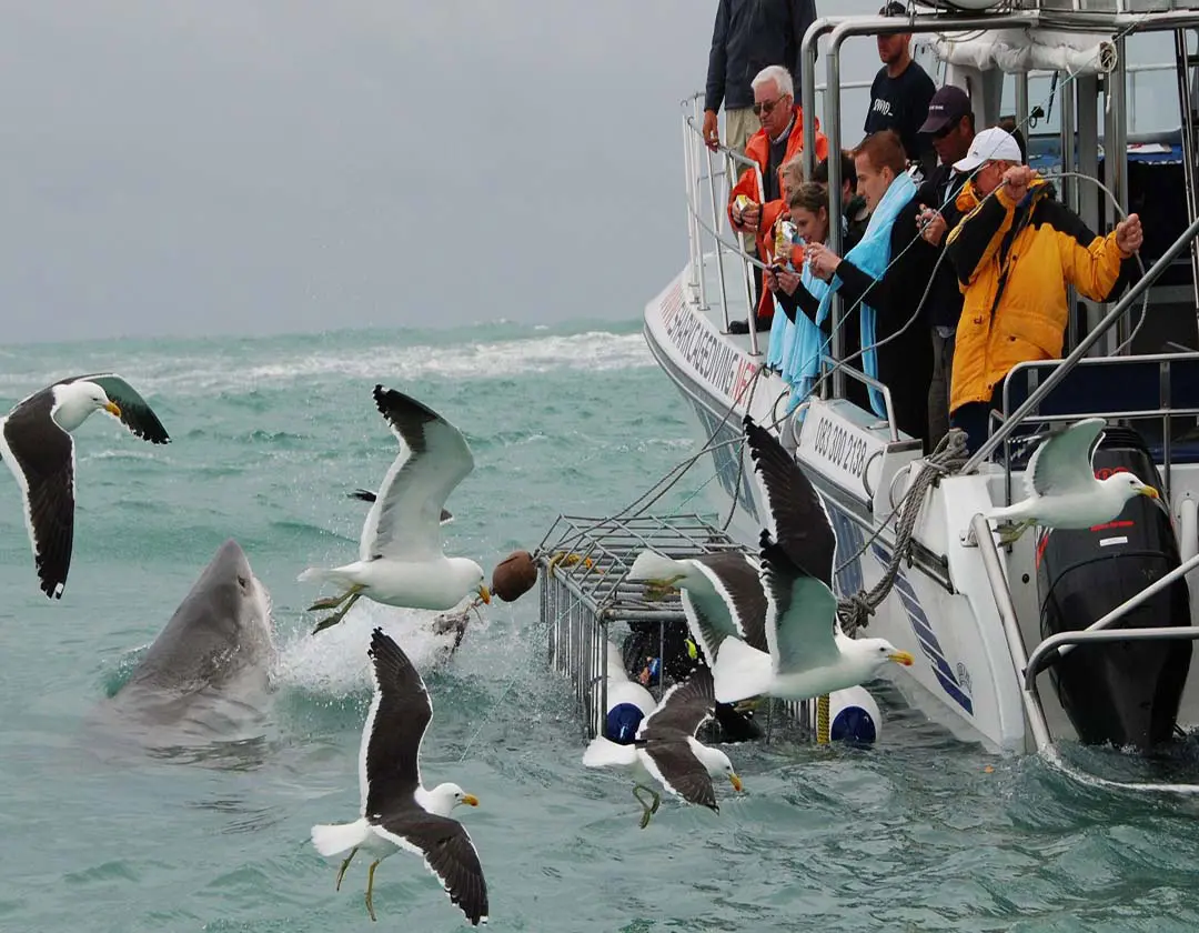 South Africa Shark Cage Diving