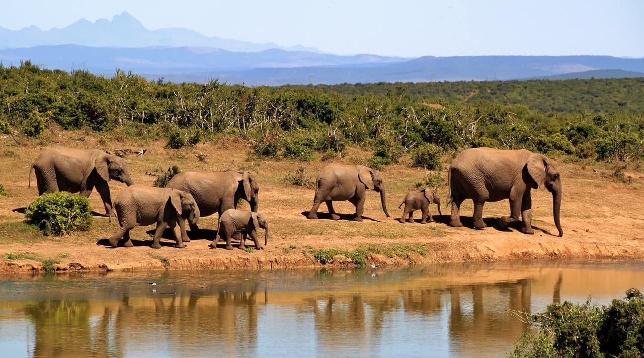 4 https://www.safariventures.com/wp-content/uploads/4-71.jpg