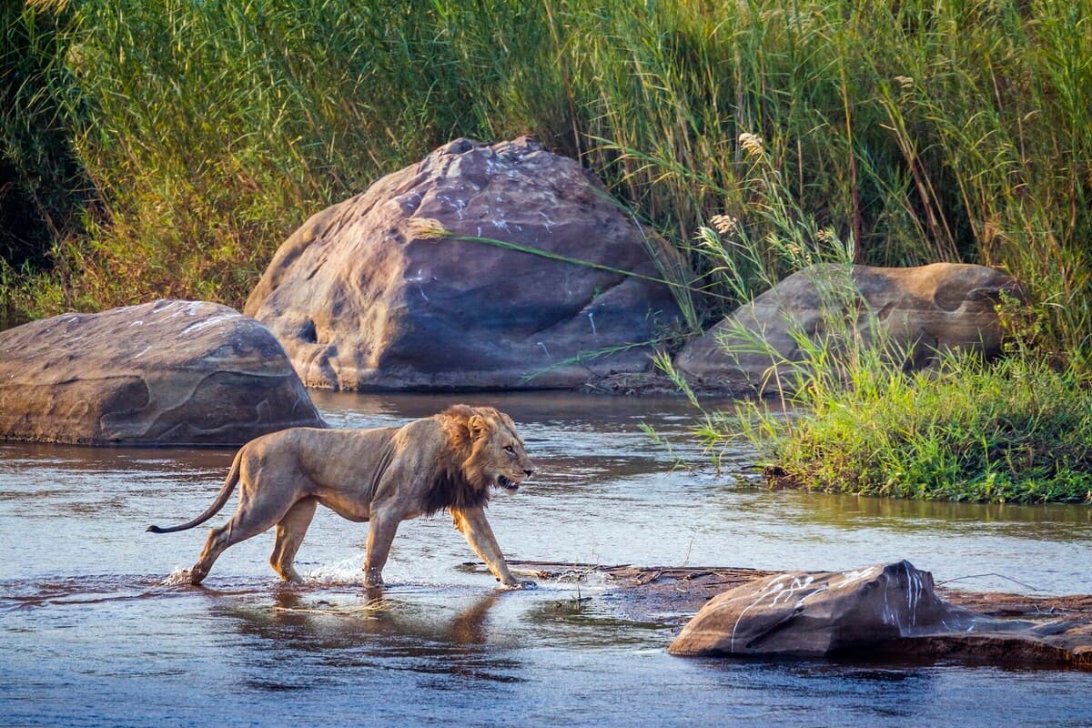 https://www.safariventures.com/wp-content/uploads/image_processing20211013-10-1daj2zq.jpeg