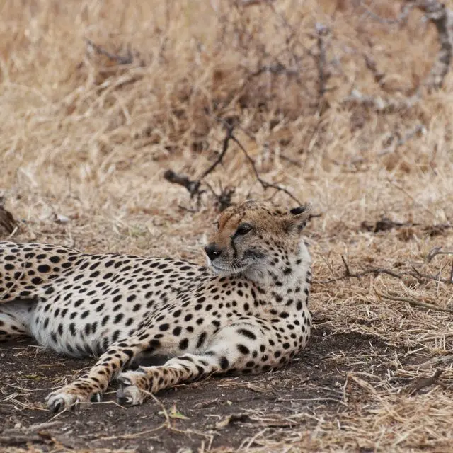 https://www.safariventures.com/wp-content/uploads/2019/01/DSC0334-640x640.jpg