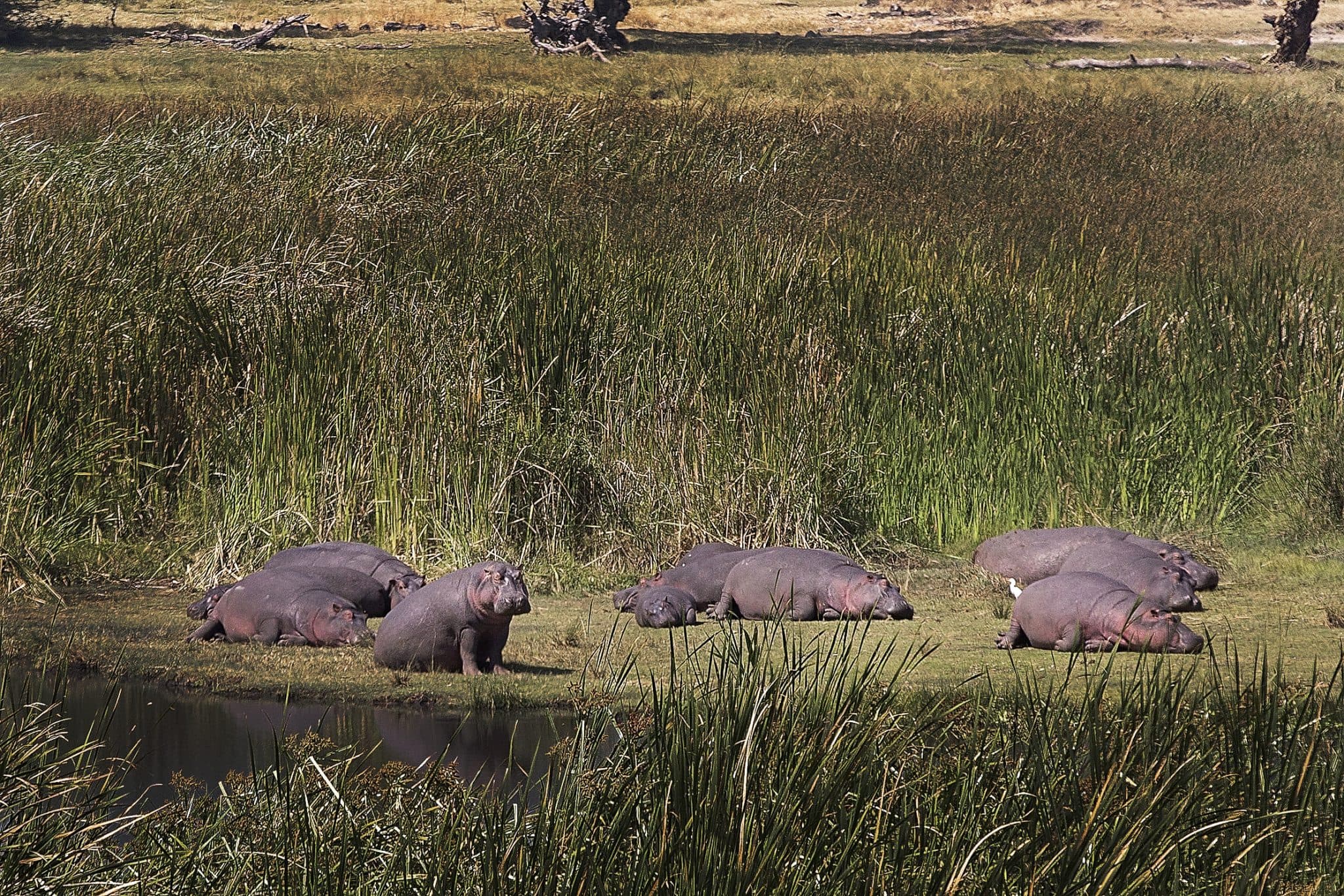 hippos laying in ngorongoro crater