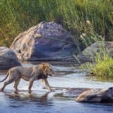 A lion crossing a shallow river