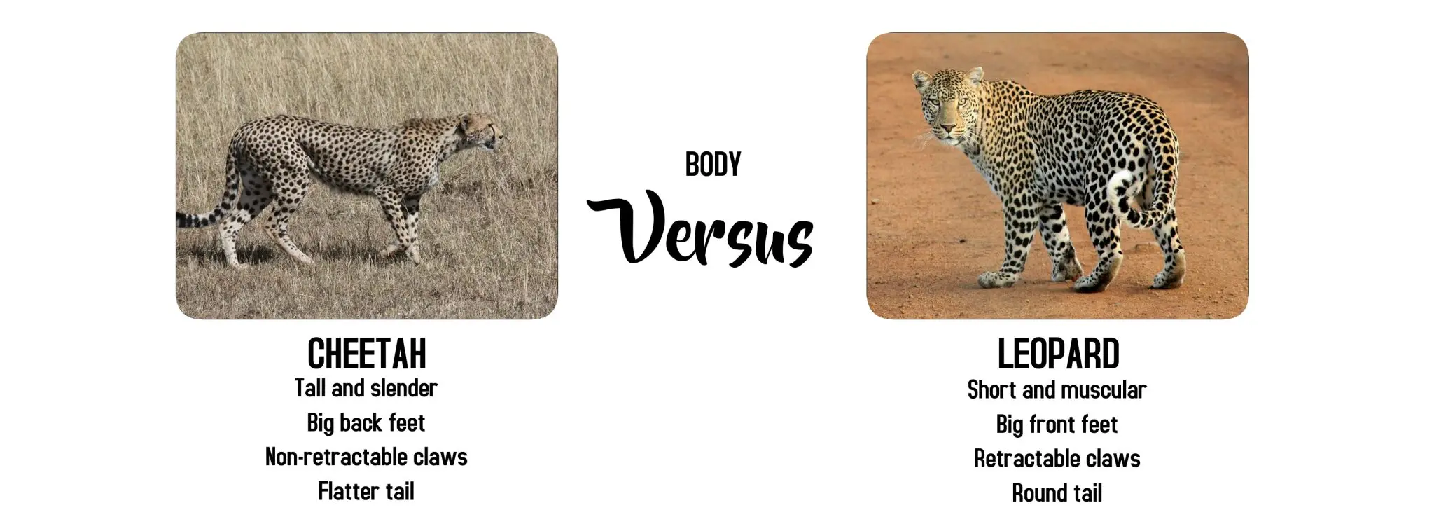 Cheetah versus Leopard body