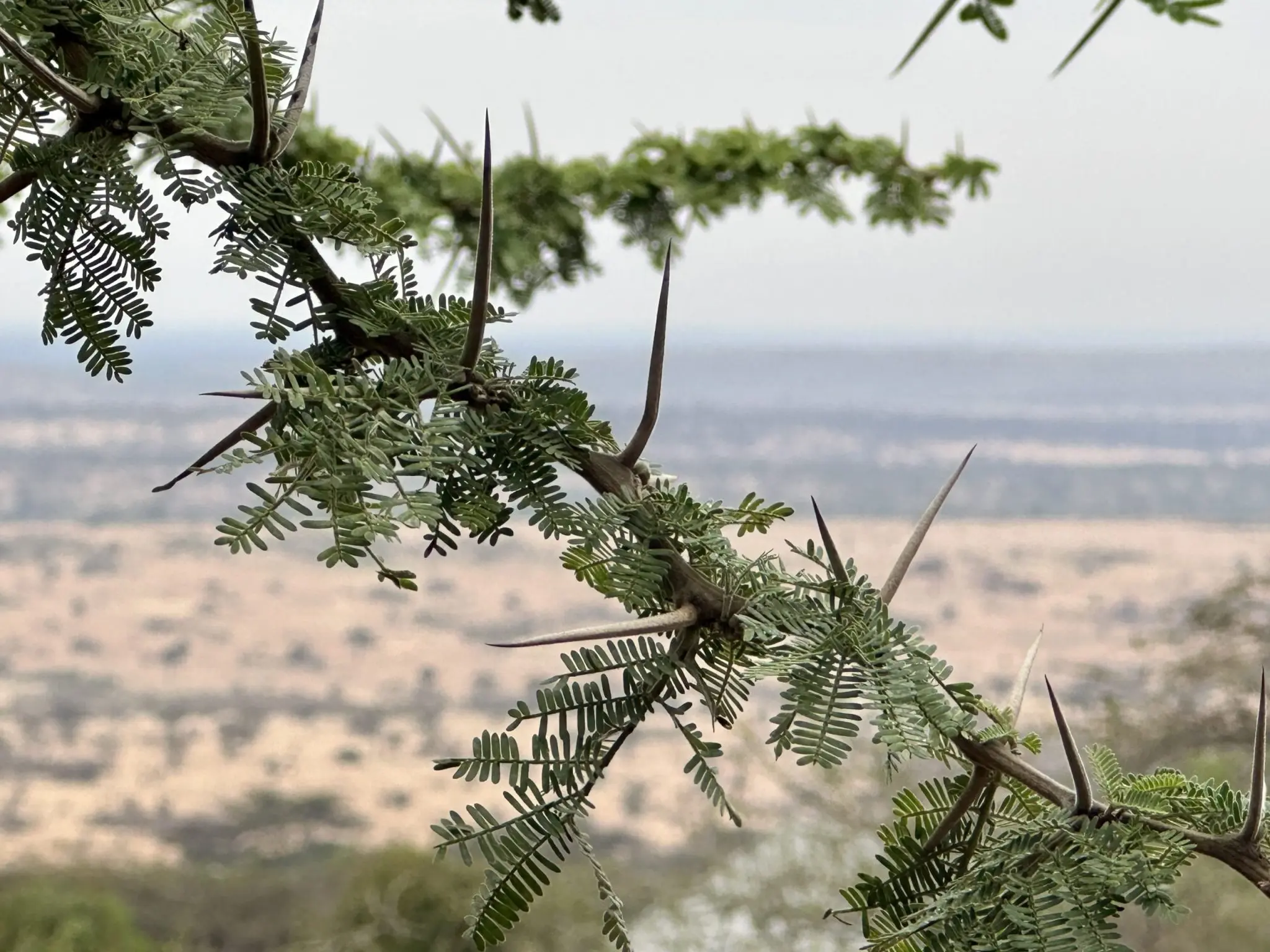 Acacia Tree