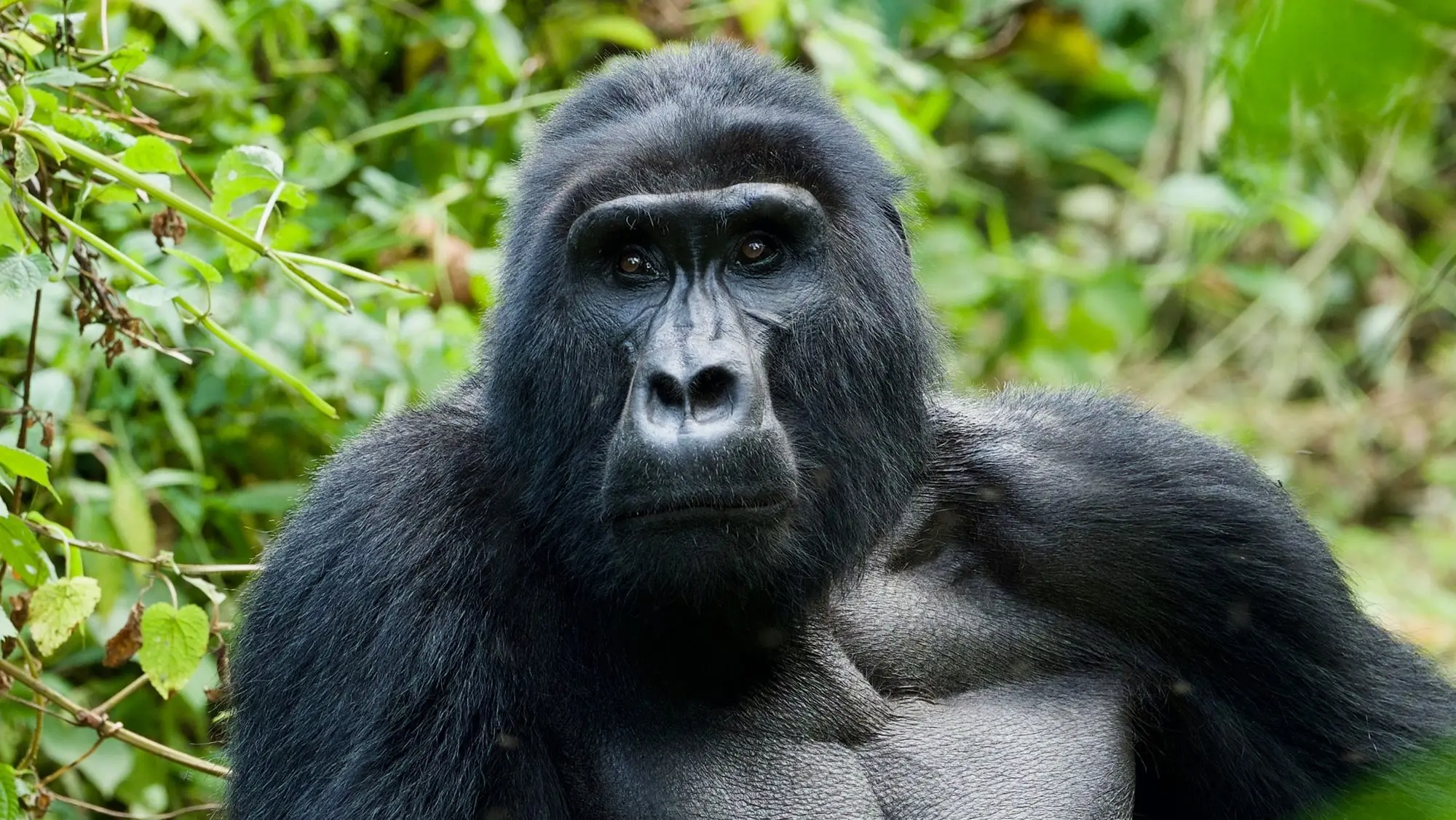 Mountain gorilla, in Rwanda