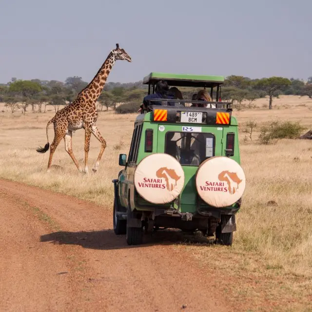 giraffe in front of safari vehicle