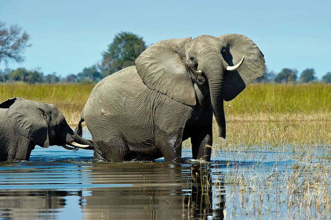 42130616_2185461294805773_5114146584459739136_n https://www.safariventures.com/wp-content/uploads/42130616_2185461294805773_5114146584459739136_n-1.jpg