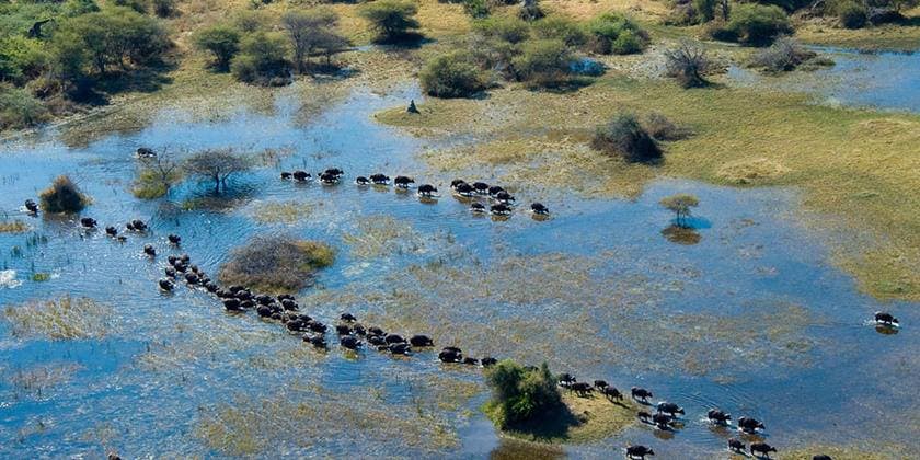 d1 https://www.safariventures.com/wp-content/uploads/d1-1.jpg