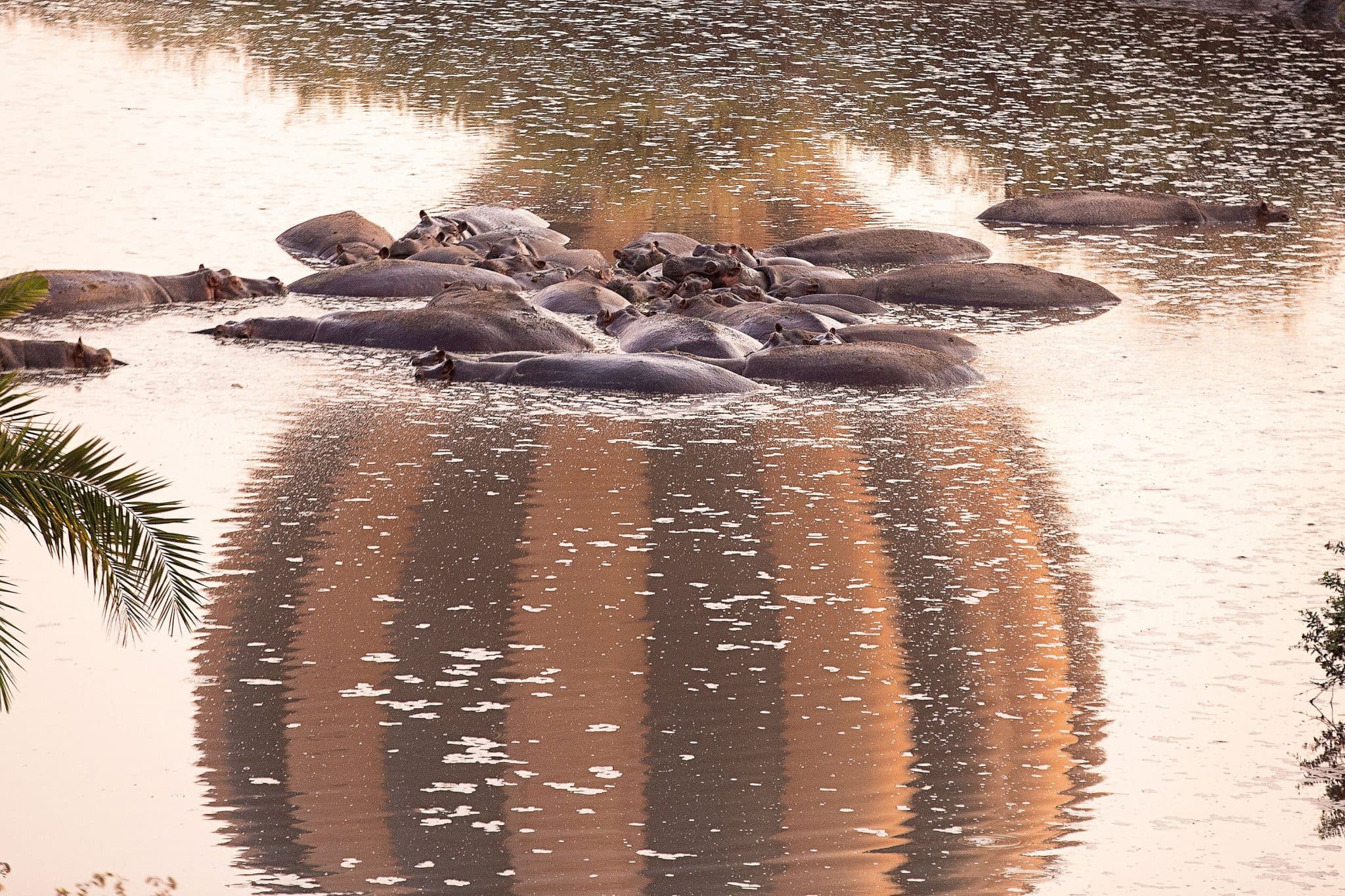 Hippos from a hot air ballooon Hippos from a hot air ballooon