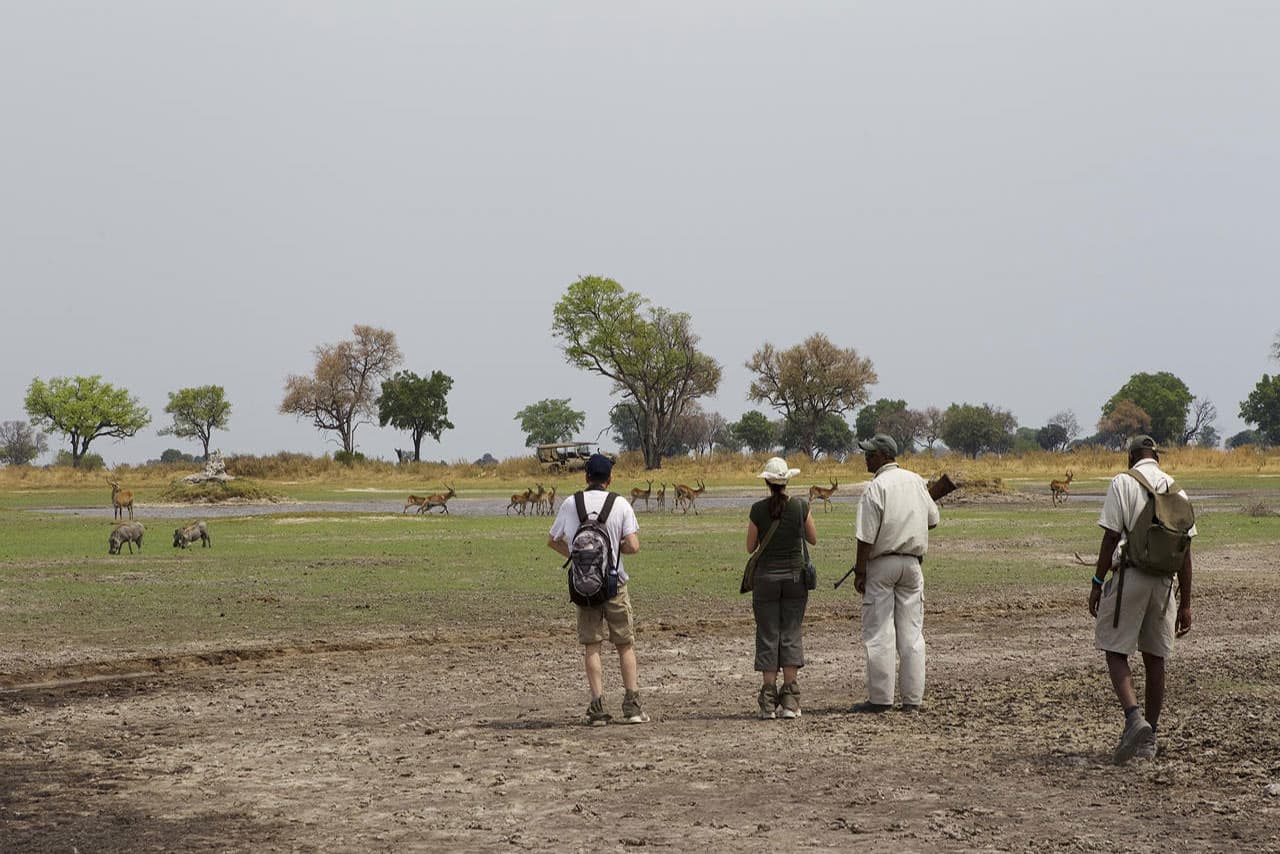 Walking Safari Along Okavango Delta
