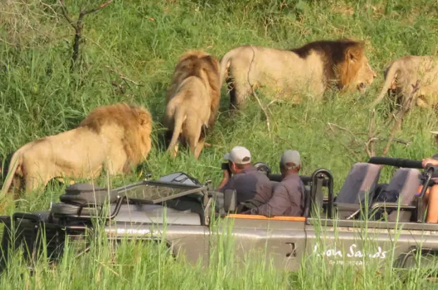The Best Kruger National Park Safari Tour Tips