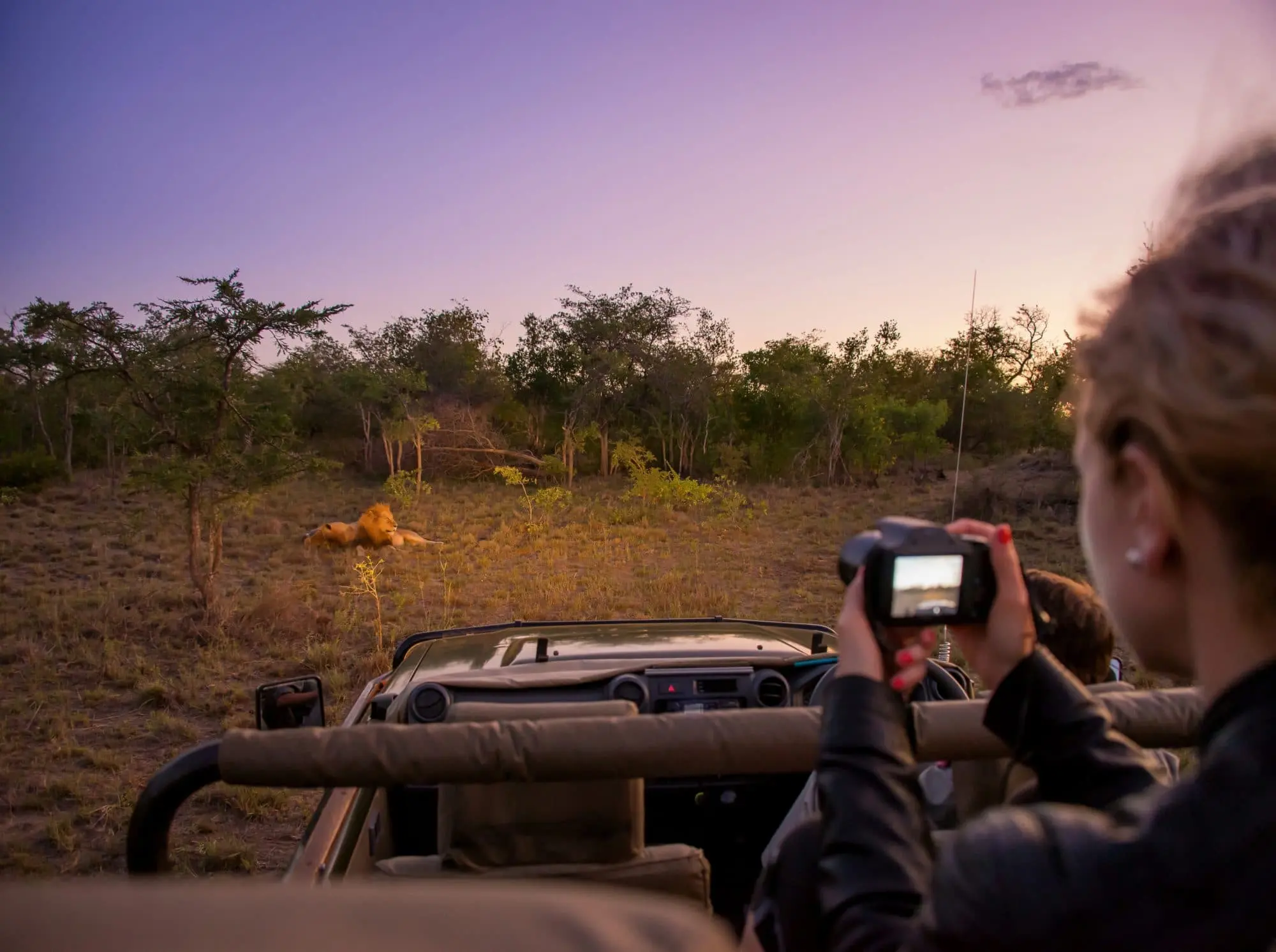 woman taking pictures of lion relaxing while on game drive