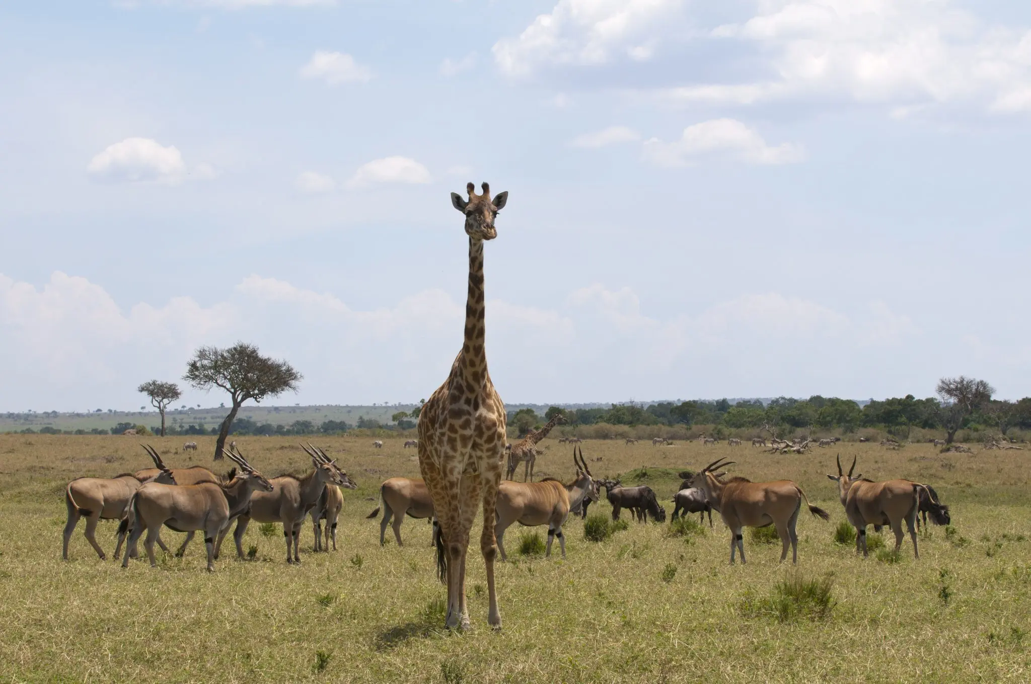 A giraffe in the Masai Mara