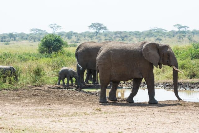 herd of elephants