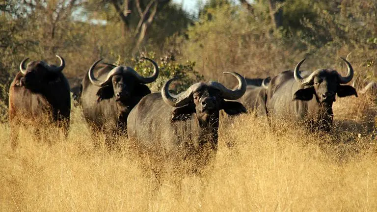 buffalos