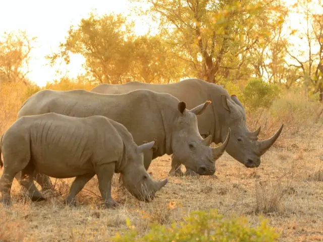 Why Sabi Sands Offers the Most Intimate Safari Experience in Africa