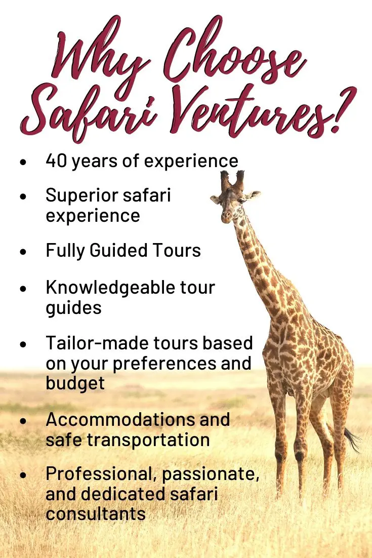 Giraffe on the savanna. Reasons to visit Safari Ventures are listed below.