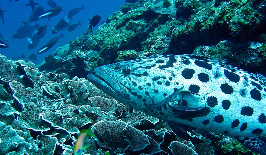 Marine Life Near Zanzibar