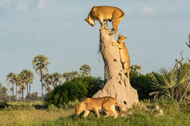 Best African Safari Tour Destinations for First-Timers