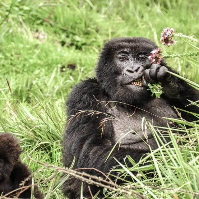 Gorilla Trekking