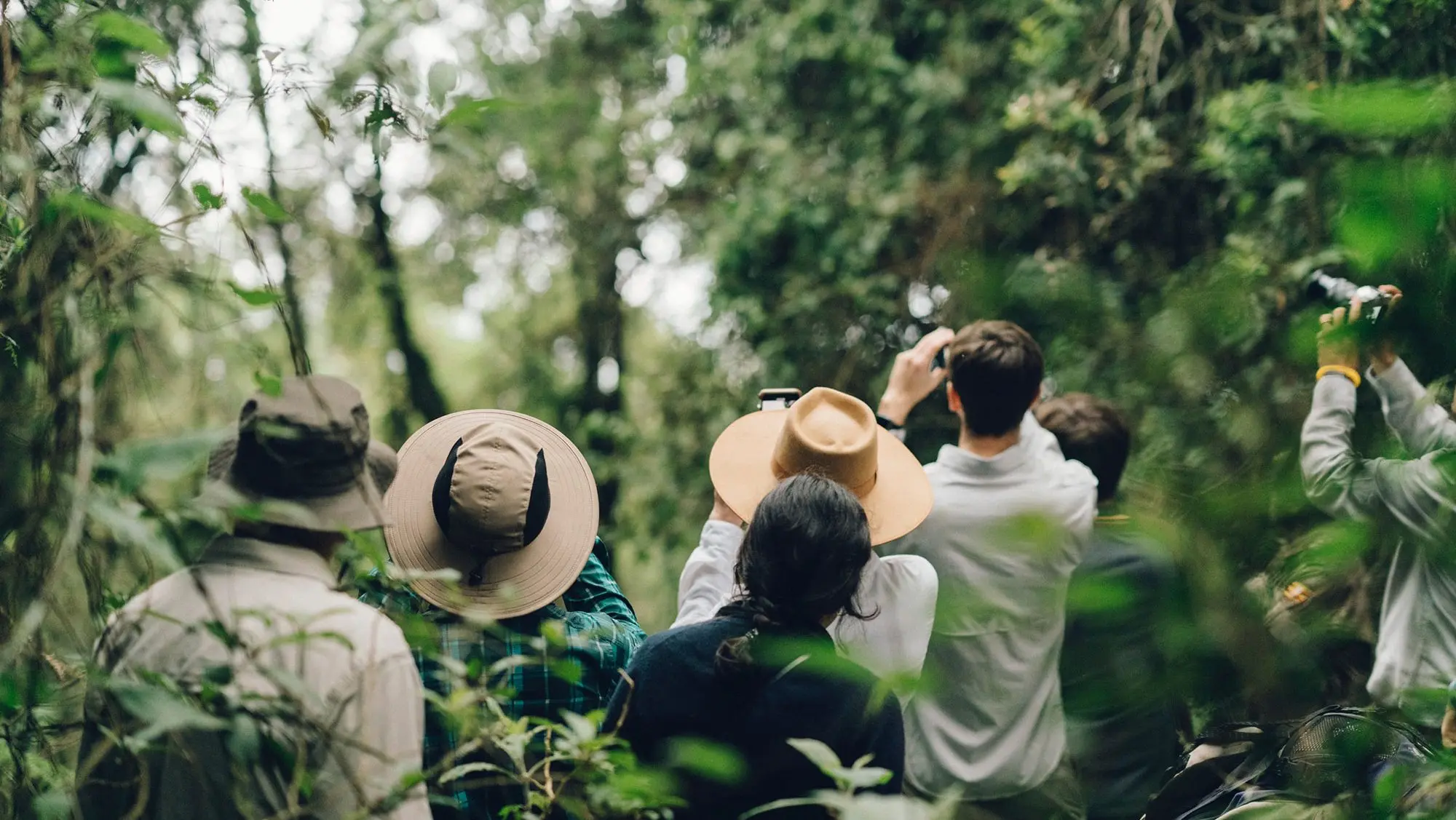 Mountain gorilla trekking