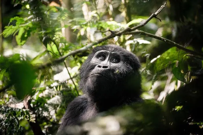 gorilla