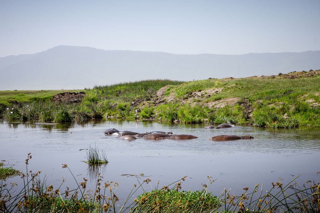 Hippos Hippos
