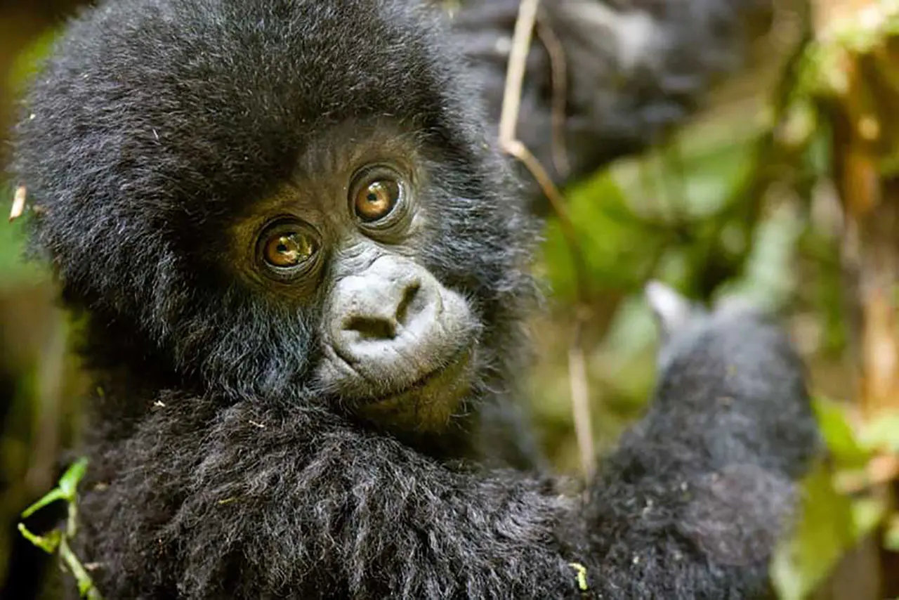 baby gorilla