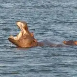 hippo