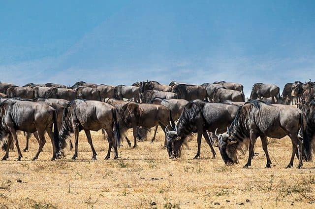 East Africa Safari Guide to Kenya, Tanzania, Rwanda and Uganda