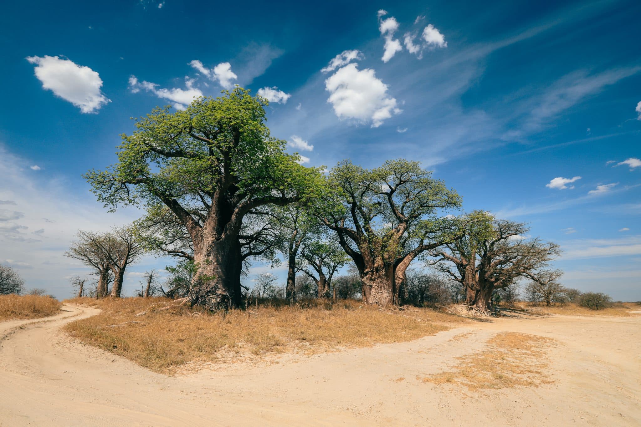 Large baobab trees stand alongside a winding dirt track in Botswana. The vibrant green leaves contrast against the dry landscape and blue sky.