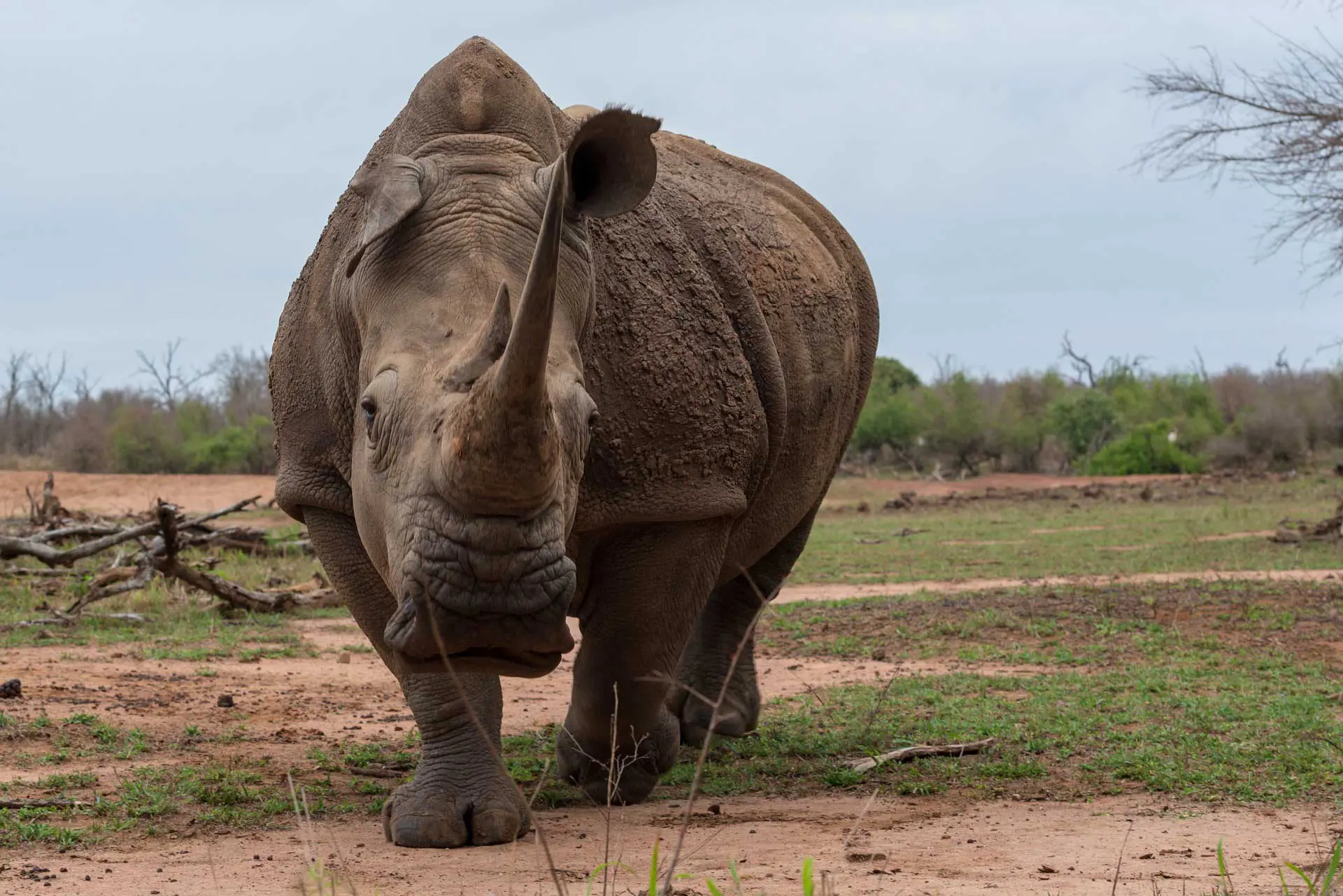 African Rhino