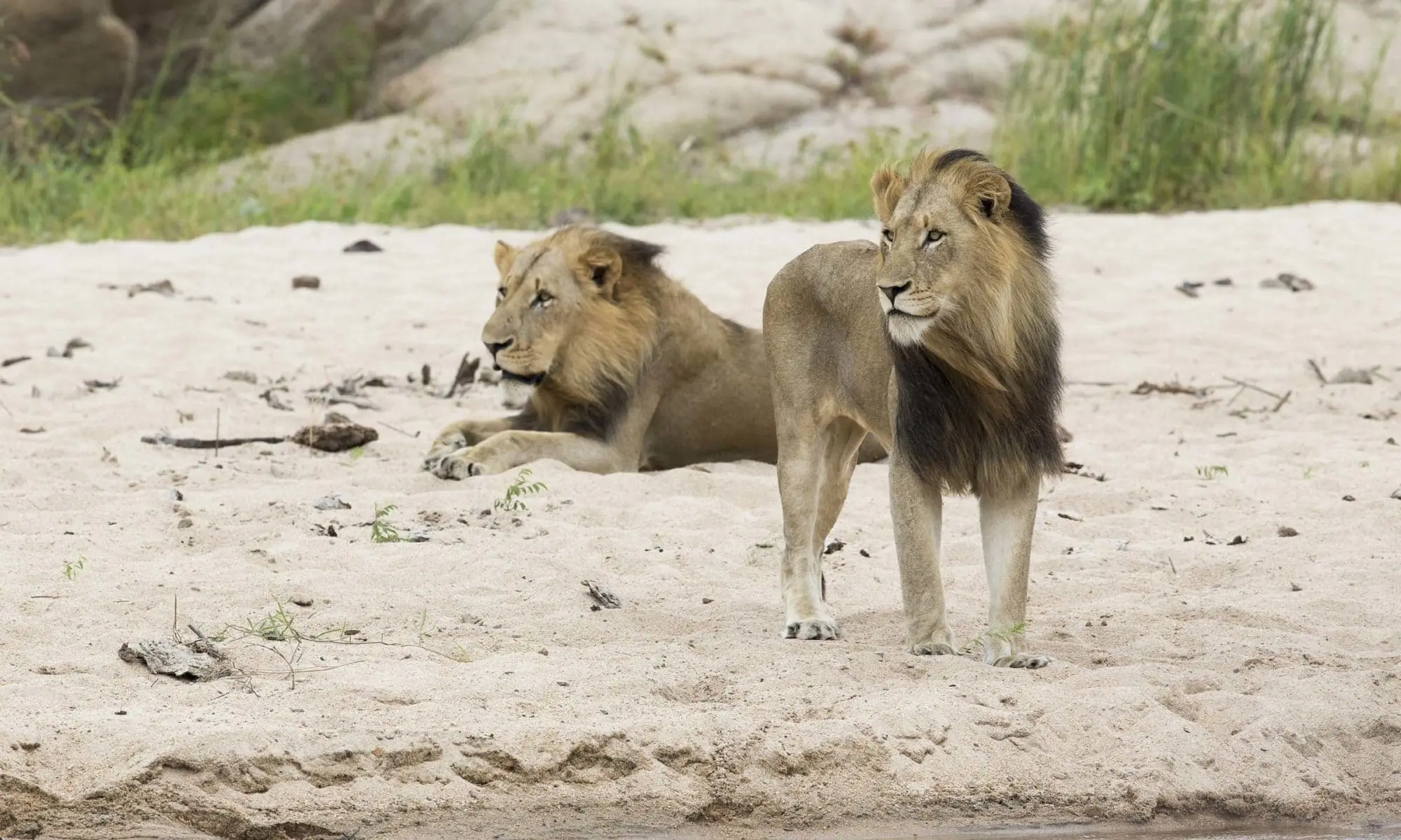lions at Sabi Sand Game Reserve