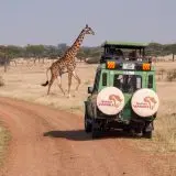 Serengeti Safari giraffe