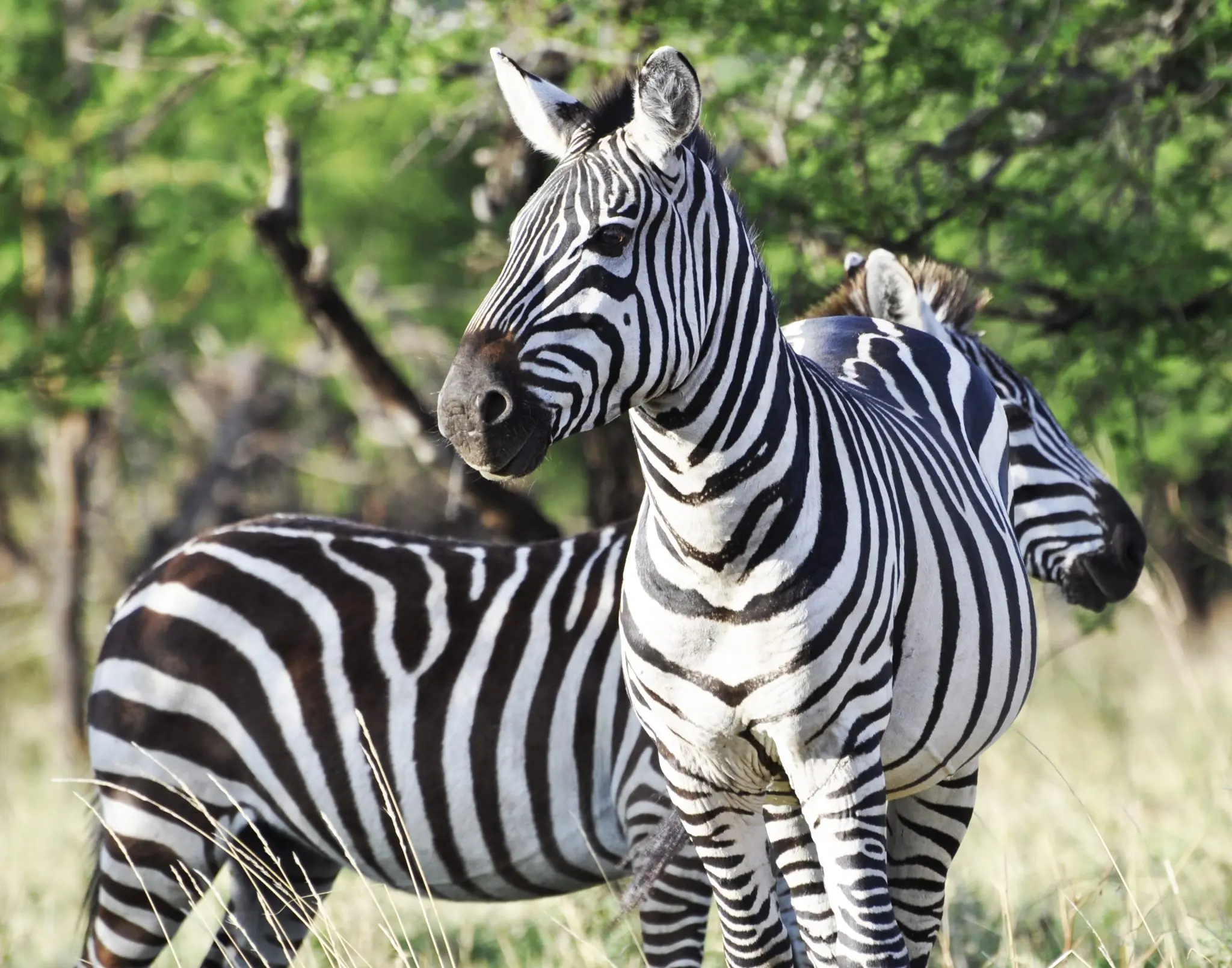 Zebra