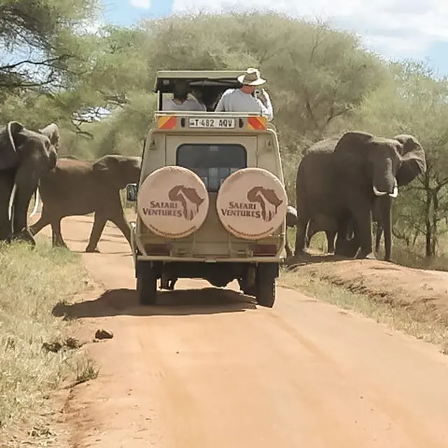 Travel Tips safari
